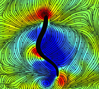 Snapshot of a lamprey (black outline) swimming in a water tank at the MBL. Colors indicate low-pressure suction forces (blue) and high-pressure pushing forces (red) generated by the animal as it swims. Black lines and arrows indicate water flow directions around the animal. Credit: John O. Dabiri
