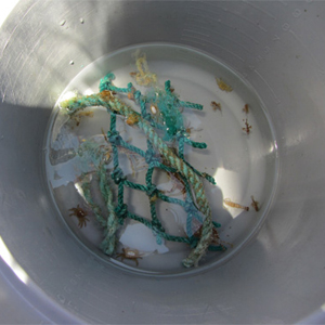 Assorted plastic debris collected from the ocean. Credit: Erik Zettler, Sea Education Association