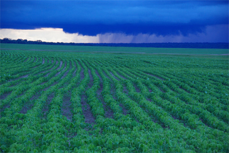 Rain over a soybean field at Tanguro Ranch in the Upper Xingu watershed, Mato Grosso, Brazil. Intensive crop farming in the Amazon depends on regular rainfall, but lower amounts of water returned to the atmosphere from cropland compared with forest has the potential to change rainfall amount and timing over large areas. Credit: Christopher Neill, MBL