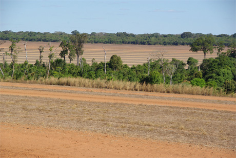 A thin strip of streamside forest runs through a fallow soybean field at Tanguro Ranch in headwaters of the Xingu River in the Brazilian Amazon. Deep and permeable soils may buffer streams against pollution from nutrients running off agricultural fields, but narrow forest buffers do not fully protect streams against warming temperatures caused by loss of watershed forest cover. Credit: Christopher Neill, MBL