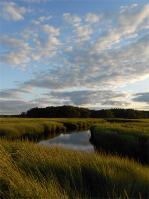 Deegan and Neill's study will help resource managers address the impacts of sea-level rise and coastal flooding  on migratory waterbirds and their habitats, including salt marshes, which are a critical interface between land and sea.  Photo of Plum Island, Mass., marsh by David S. Johnson