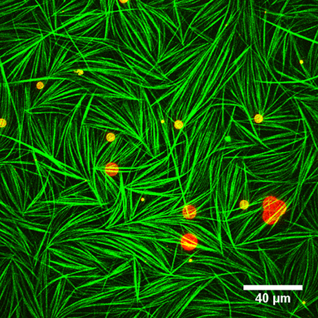 Recombinantly expressed and purified septins (green) polymerized on a glass coverslip. Credit: Amy Gladfelter