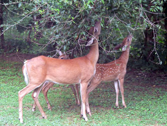 White-tailed deer grazing. Image courtesy of Wikimedia.