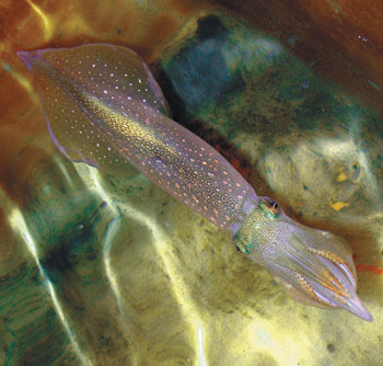 The squid is a prolific "editor" of genetic information. Credit: Elaine Bearer