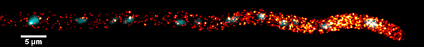Cyclin transcript localization in Ashbya. Single cyclin mRNA transcripts are shown in red, nuclei are cyan. Credit: Amy Gladfelter