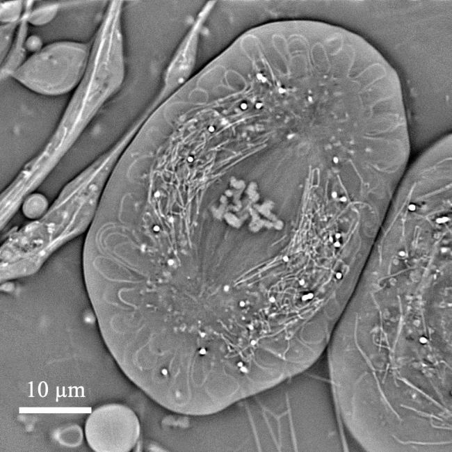 Fig. 1. OI-DIC phase image of the crane fly spermatocyte (full metaphase of meiosis-I)