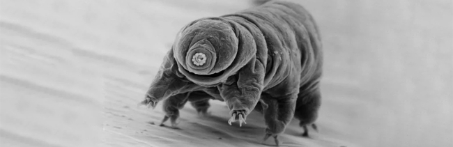 Diane Nelson, a tardigrade researcher who works in Great Smoky Mountains National Park, used a scanning microscope to take this 3-D image of a tardigrade. (Image credit: NPS/Diane Nelson)