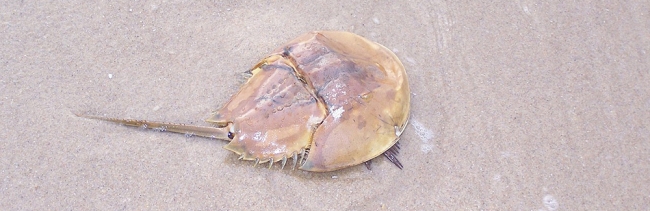Horseshoe crab