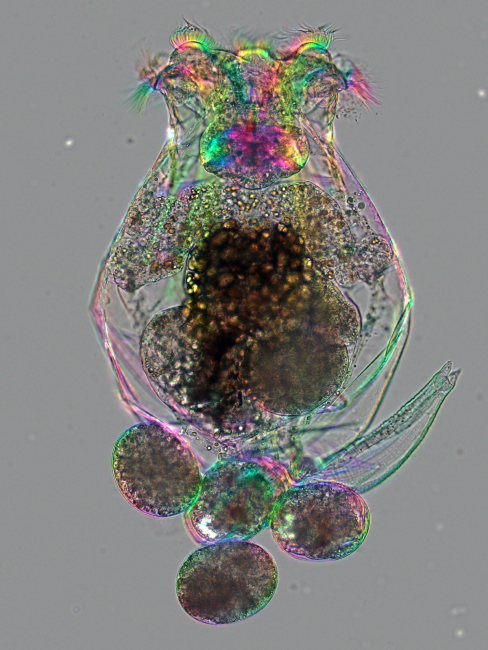 A female Brachionus manjavacas rotifer magnified under a microscope. Credit: Michael Shribak and Kristin Gribble.