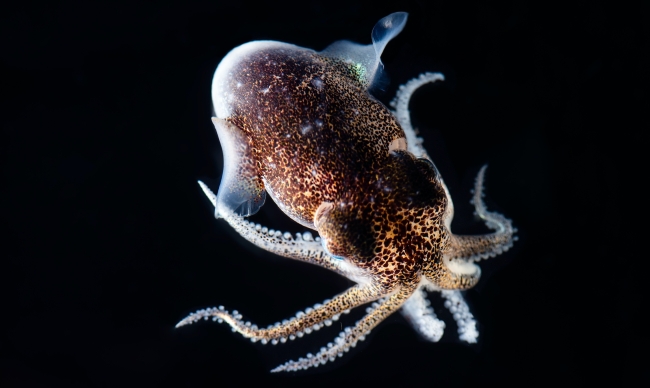 A hummingbird bobtail squid
