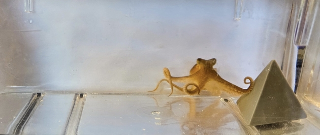 A California two-spot octopus uses an arm to touch an object in a tank.