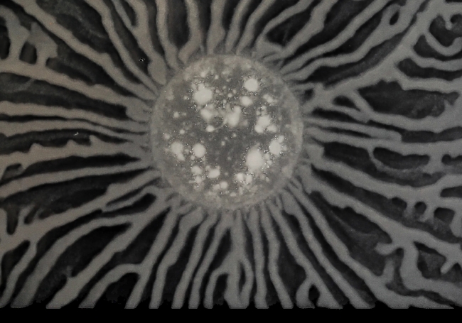 A grey-scale image of a bacterial colony that looks like the moon with grey tendrils coming out in all directions