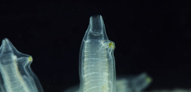 Ciona sea squirts against a black background. The squirts appear like tubes with a tapered end