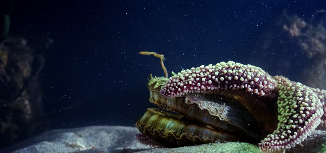 A sea star drapes its arm over a bay scallop
