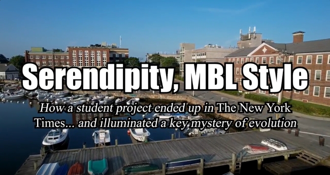 A thumbnail of a video. Drone footage of the MBL has the words "Serendipity, MBL Style" and "How a student project ended up in The New York Times... and illuminated a key mystery of evolution" over top of it