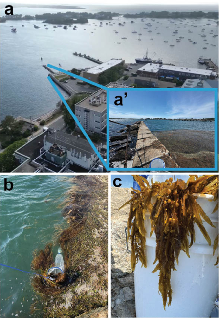 Pictures of waterfront park and seaweed