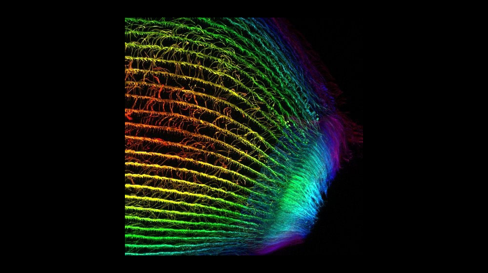 Global Scientists, Woods Hole Bound: 23 Named MBL Whitman Fellows ...