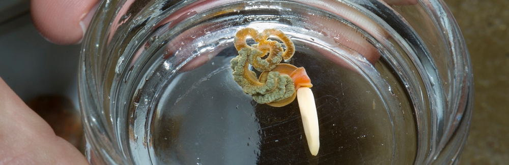 Acorn Worm (Saccoglossus kowalevskii) Credit: Tom Kleindinst