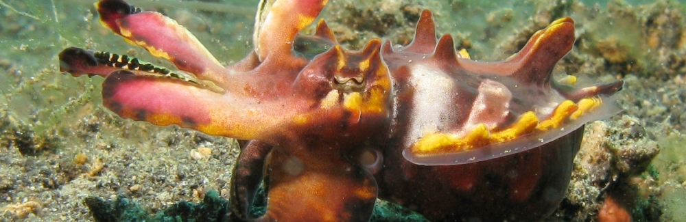 Flamboyant Cuttlefish displaying vibrant colors