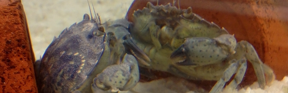 A juvenile Jonah crab (Cancer borealis) admires its reflection in the glass of its aquarium. Credit: Virginia Garcia