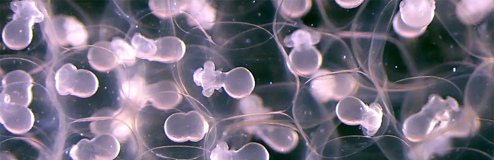 An example of raw laboratory footage with aesthetic appeal, this image was taken from a time-lapse sequence of squid development documented by developmental biologist Nipam Patel and his students.