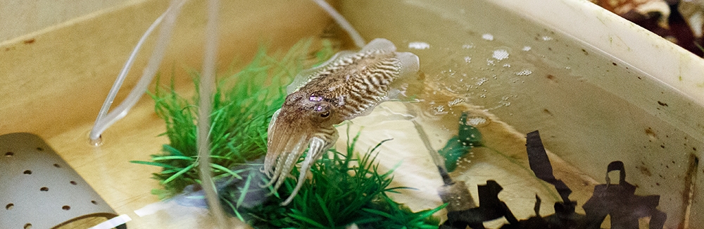 Common Cuttlefish (Sepia officinalis) in tanks in the Roger Hanlon Lab. Credit: Dee Sullivan