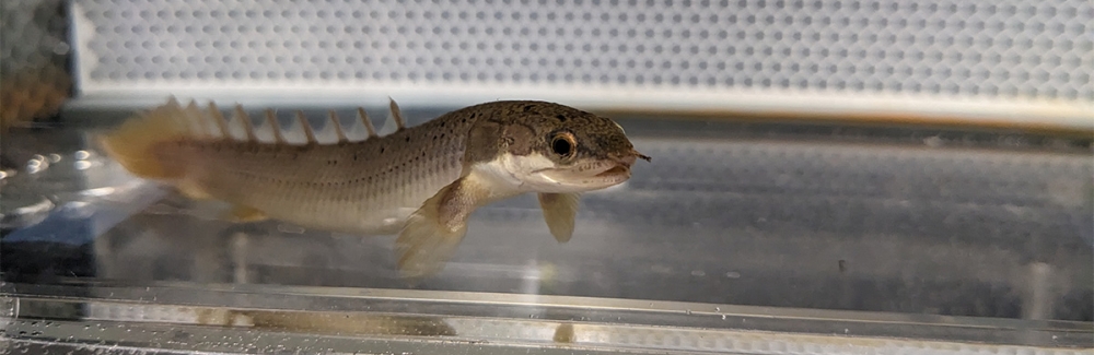 A Polypterus sits on the treadmill in the flow tank in Rowe Laboratory at MBL