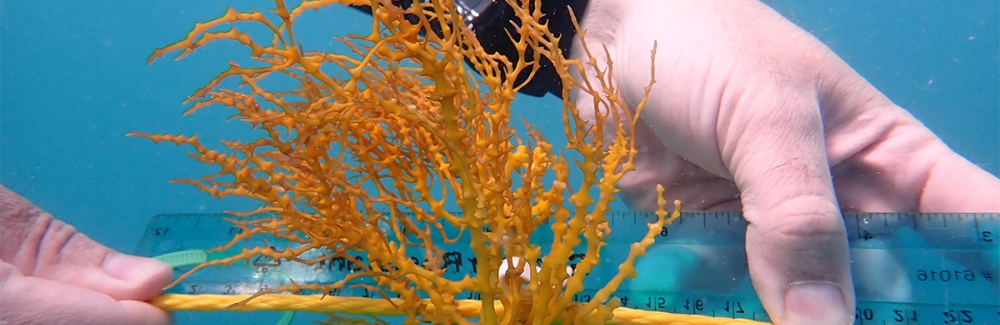 diver measures seaweed