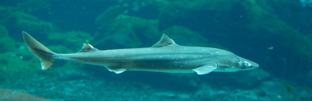 Sharks' Amazing Ability to Heal From Wounds Might Help Humans | US News ...