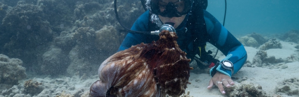 Alex Schnell scuba diving with an octopus in frame.