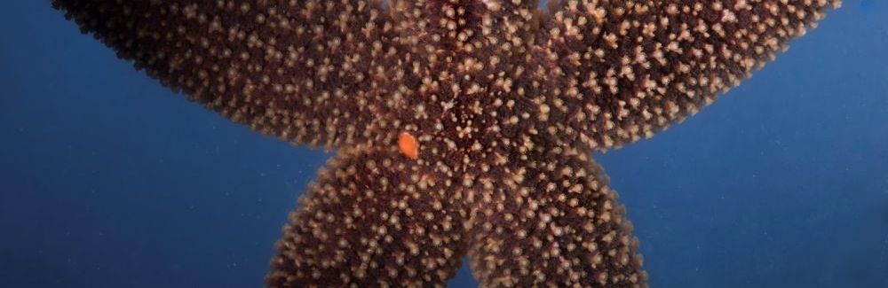 common sea star
