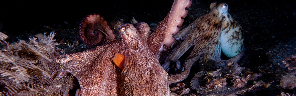 octopus