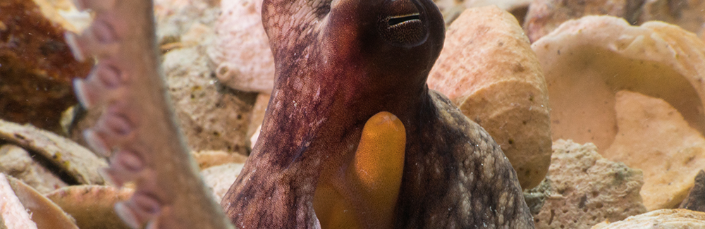 octopus