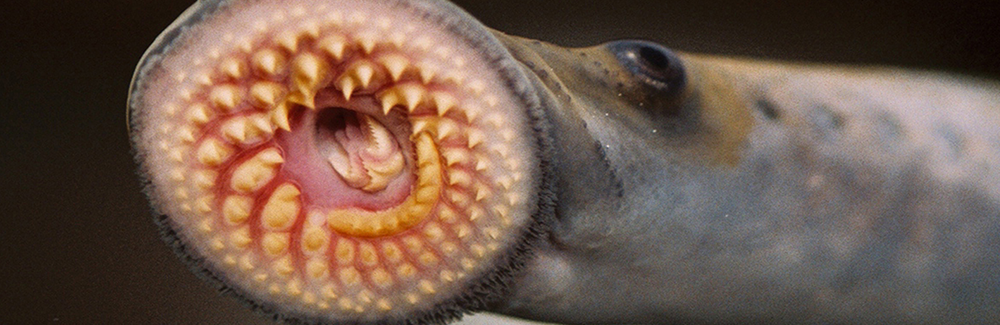 sea lamprey