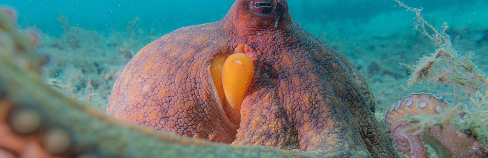 octopus