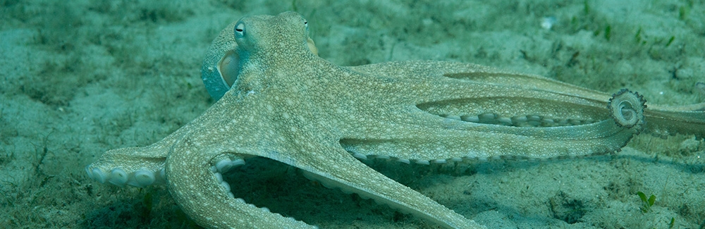 octopus