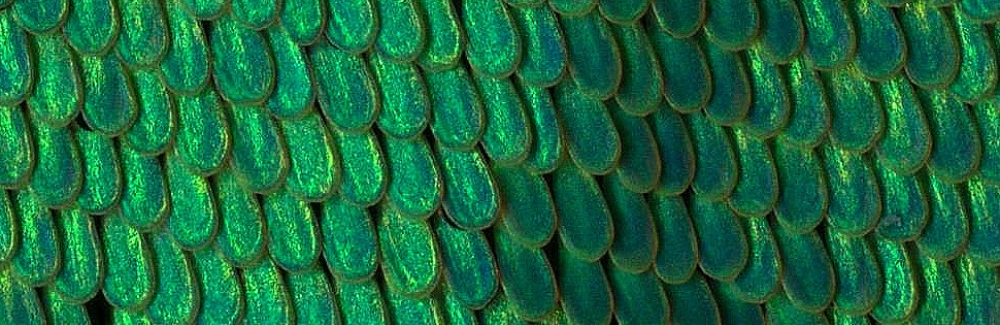 butterfly scales