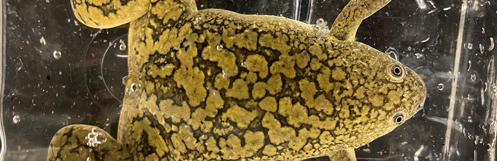 xenopus laevis