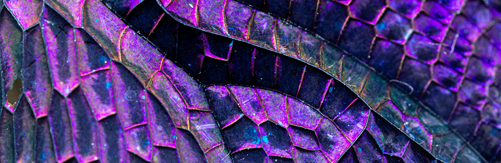 dragonfly wings