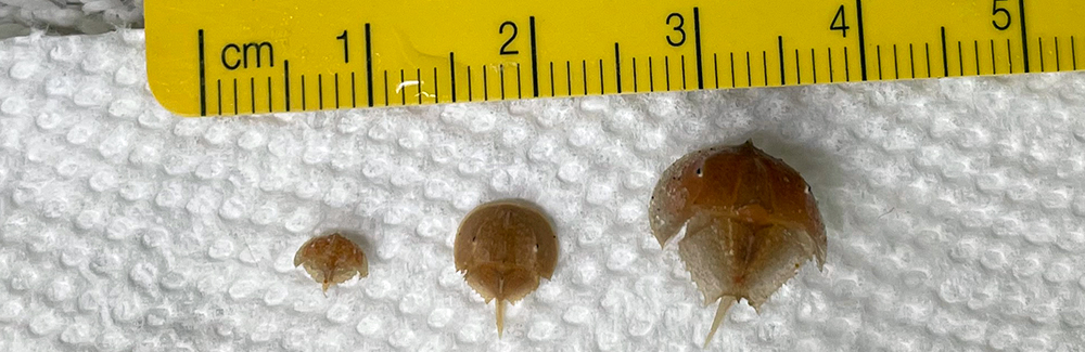Baby Horseshoe crabs next to ruler.