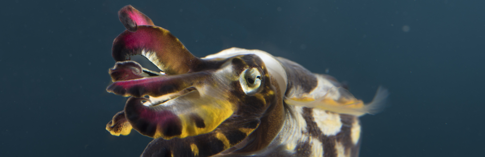 flamboyant cuttlefish.. red arms, yellow arms. body black with whiteish yellow spots. Eye on top. 