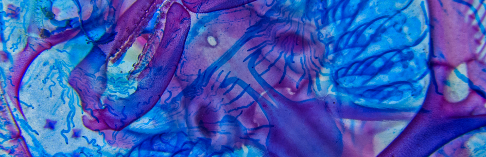 Skeletal preparation of little skate hatchling ventral view 