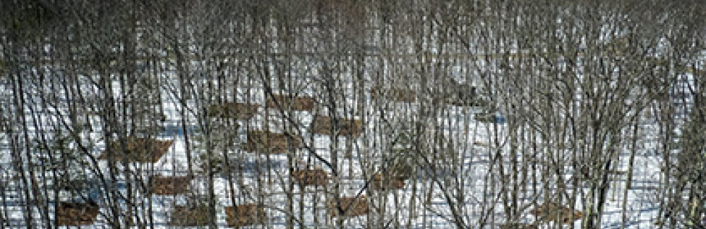 Photo taken from high above a winter forest, with square plots of warmed soil without snow visible on the forest floor.