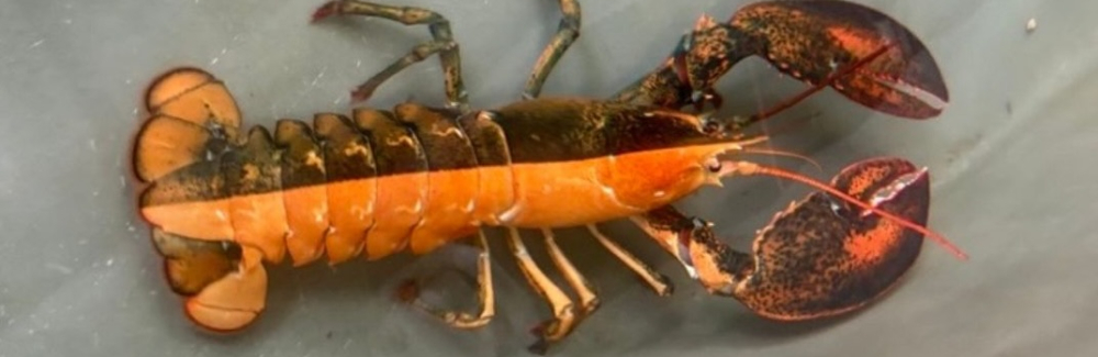 A lobster that is half orange and half brown, seen from above.