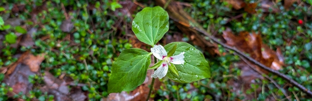 Trillium plant on a mossy leafy background.
