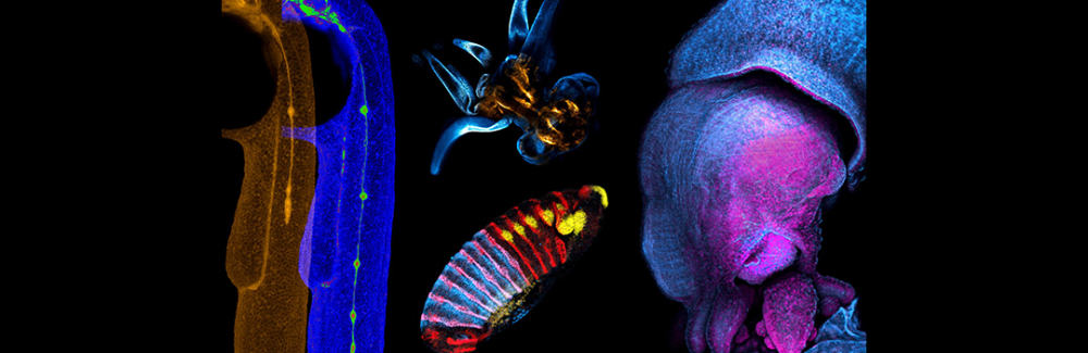 Squid, zebrafish, fly, and Nematostella images from the students of the 2022 course.