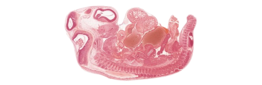 Embryo on white background