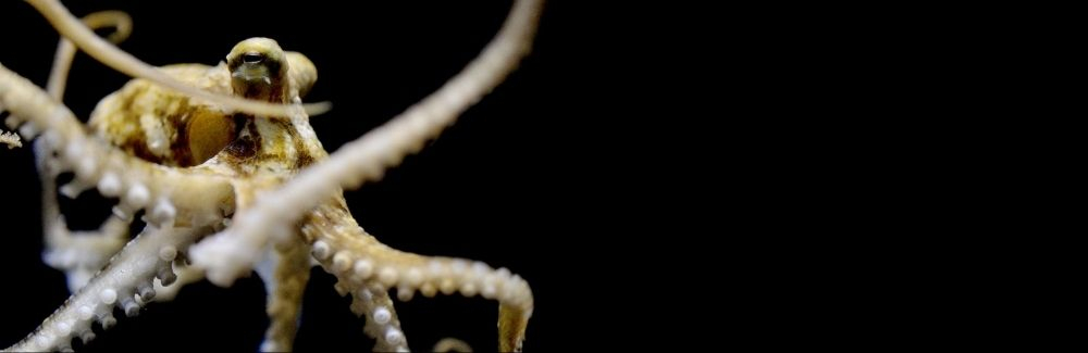 A molecular quirk unique to octopuses makes them better at building ...