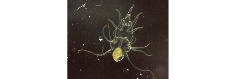 A sea star larva.
