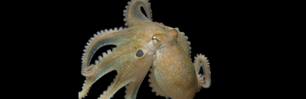 Octopus on a black background